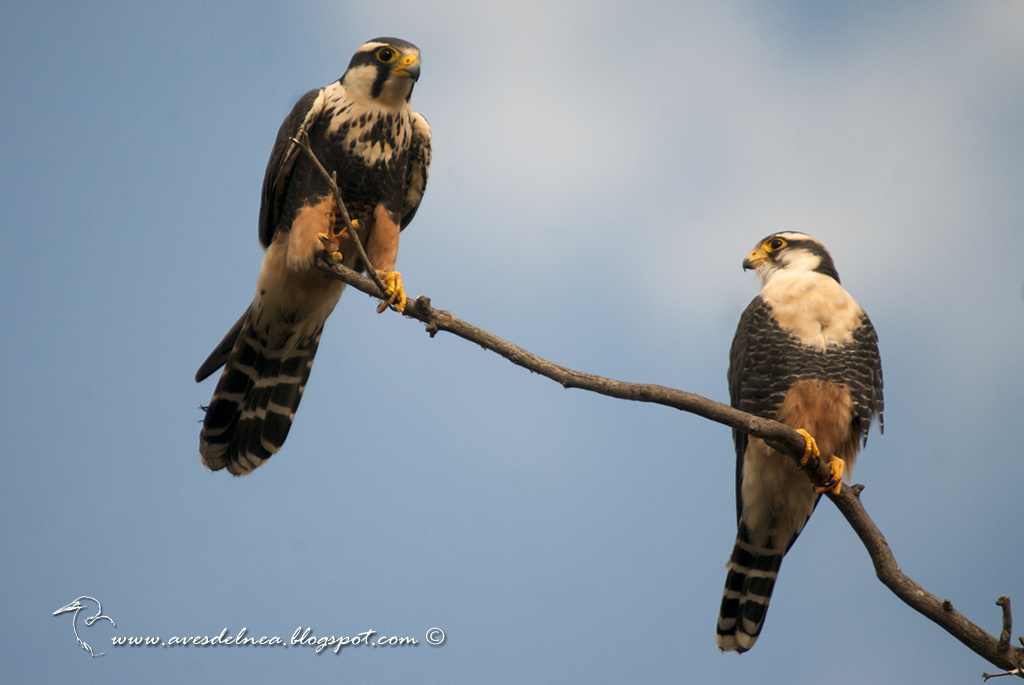 Kirikirí guazú (Aplomado falcon) Falco femoralis