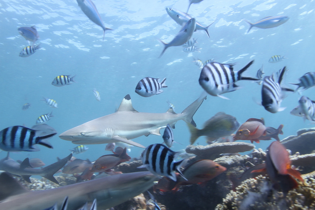 棲地保育才能保護鯊魚，健康海洋才能見到鯊魚。攝影：蘇珊慧