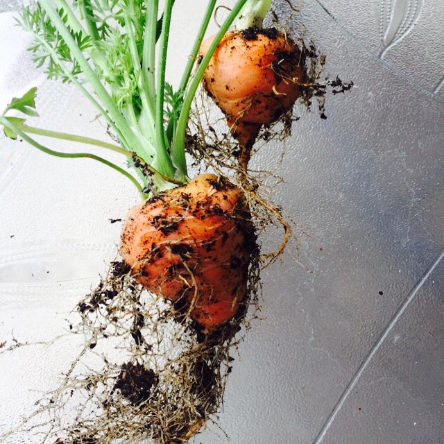 Freshly Harvested Carrots #100DaysofSummer2015