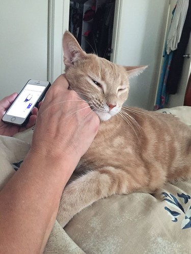 kitty and social media