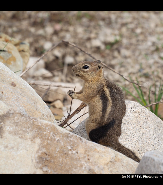 Golden-mantled ground squirrel (Callospermophilus lateralis)