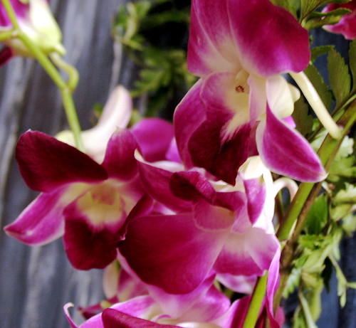 orchids (1) | madabandon | Flickr