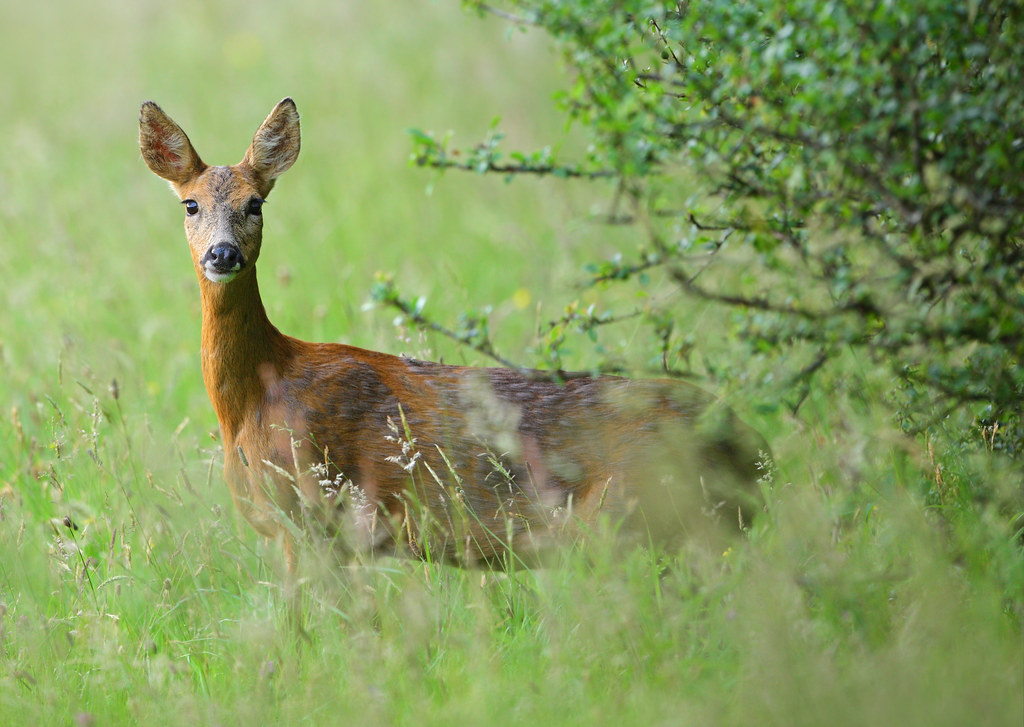 Watchful Roe Deer Doe