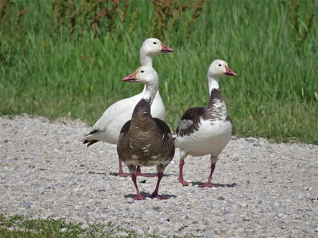 Snow Goose at Emiquon the Nature Conservancy in Fulton County, IL 05