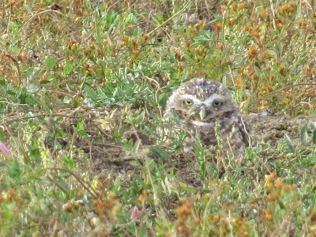 Burrowing Owl in The Badlands National Park in South Dakota 08