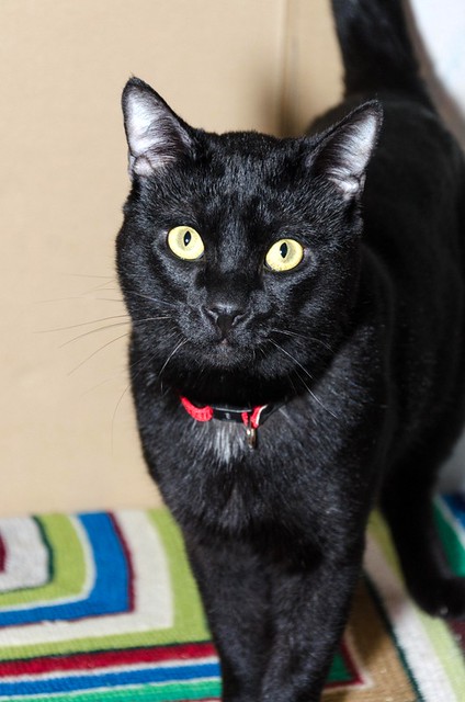 Apolo, gato negro bellísimo y mimosón esterilizado, nacido en Agosto´15, en adopción. Valencia. ADOPTADO. 31928790733_3e1ba9e6e4_z