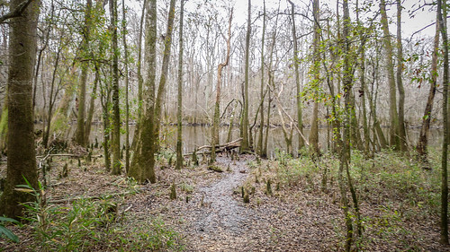 Congaree Swamp with Lowcountry Unfiltered-57