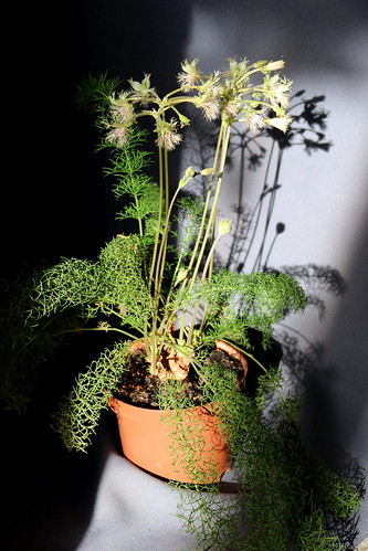 Pelargonium bowkeri, plant