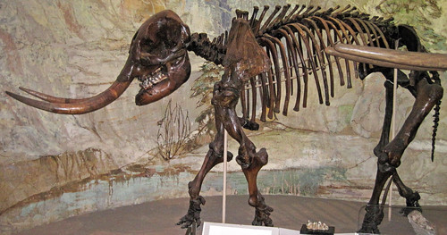 Mammut americanum (American mastodon) (Pleistocene; Indian… | Flickr