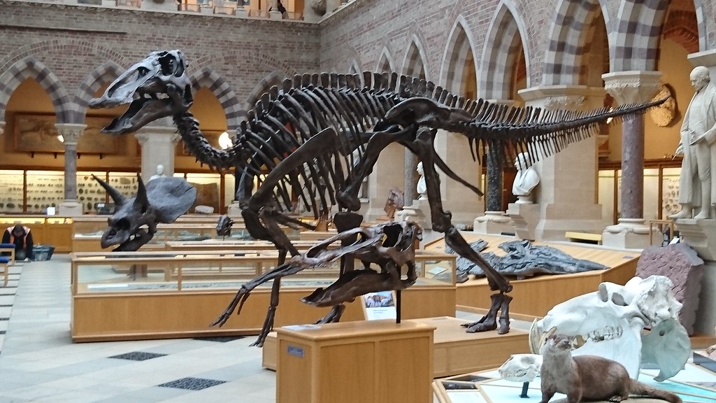 oxford natural history museum dinosaur