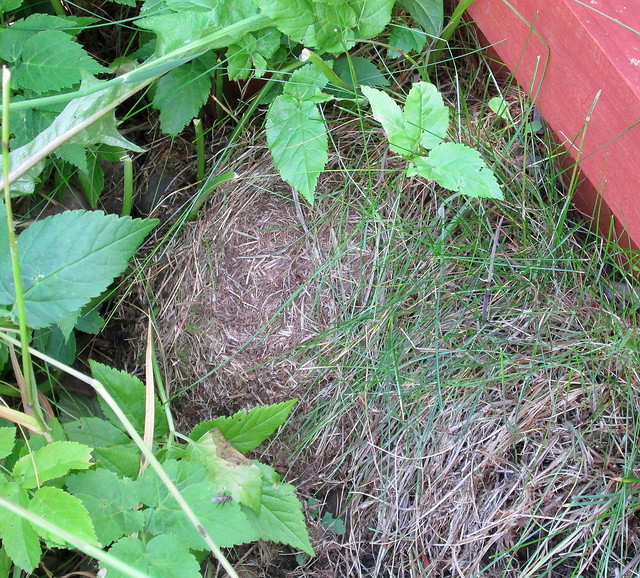 bee's nest