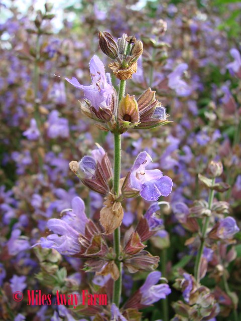 Culinary Sage Blooming