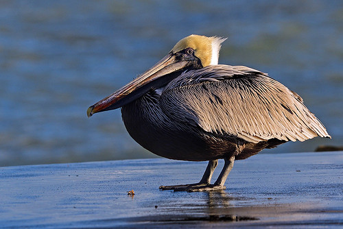 Jetty Park, FL: Brown Pelican
