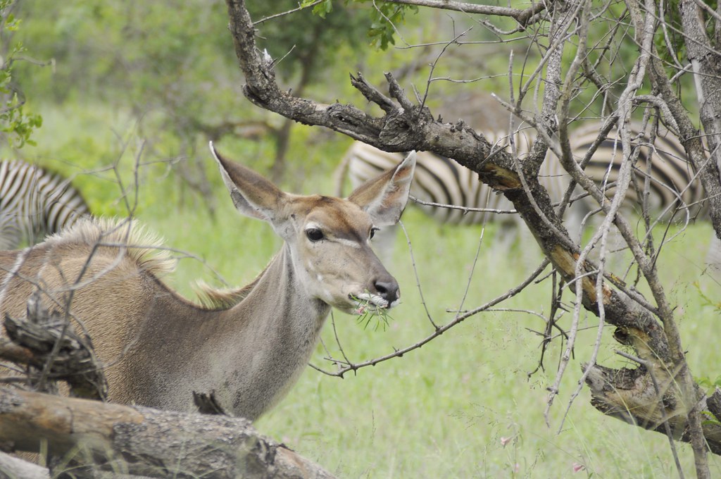 kudu and zebra