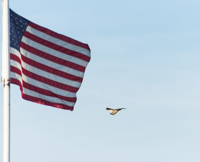 patriotic swainsons hawk