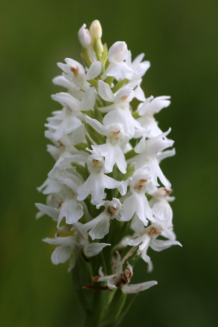 Common Spotted Orchid Dactylorhiza fuchsi var. albiflora