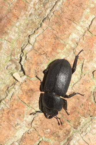 Beetle 9295