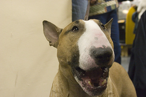 rufus the bullterrier Rufus! Smiling for the camera