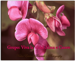 Flor de Arvejilla o Sweet Pea (Lathyrus odoratus)