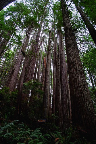 Looking up into the Redwoods