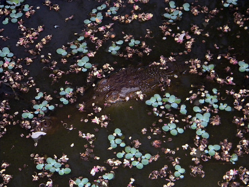 An alligator surrounded by flowers in very pretty pond in Costa Rica