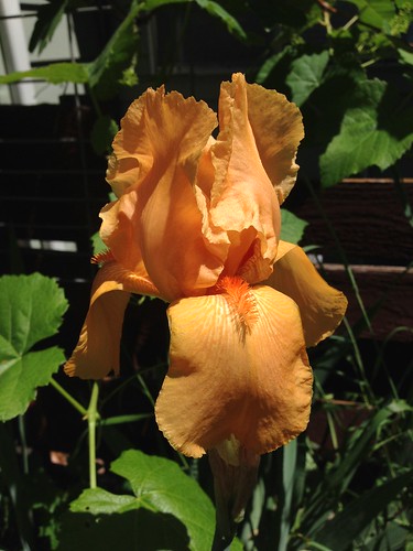 pretty orange iris