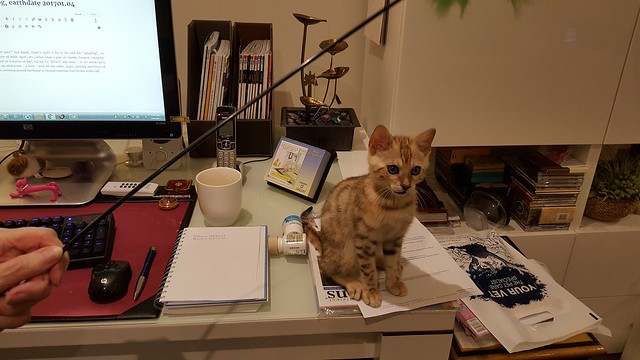 Satai looking cute on my desk