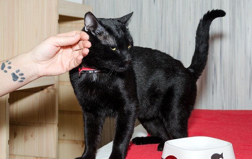 Apolo, gato negro bellísimo y mimosón esterilizado, nacido en Agosto´15, en adopción. Valencia. ADOPTADO. 32702199736_09f97b6859