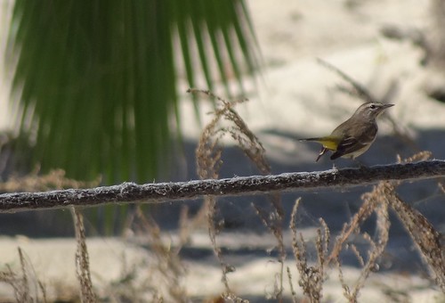 western palm warbler