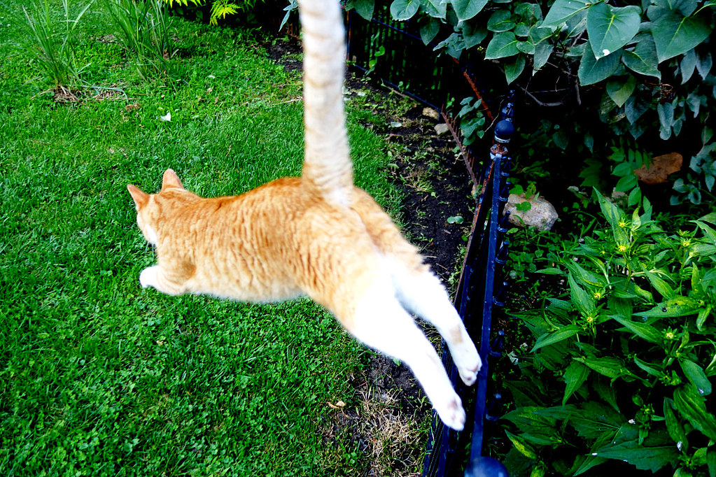 Ziggy Cat - Jump Fast, blurry 7-5-15 | Flickr - Photo Sharing!