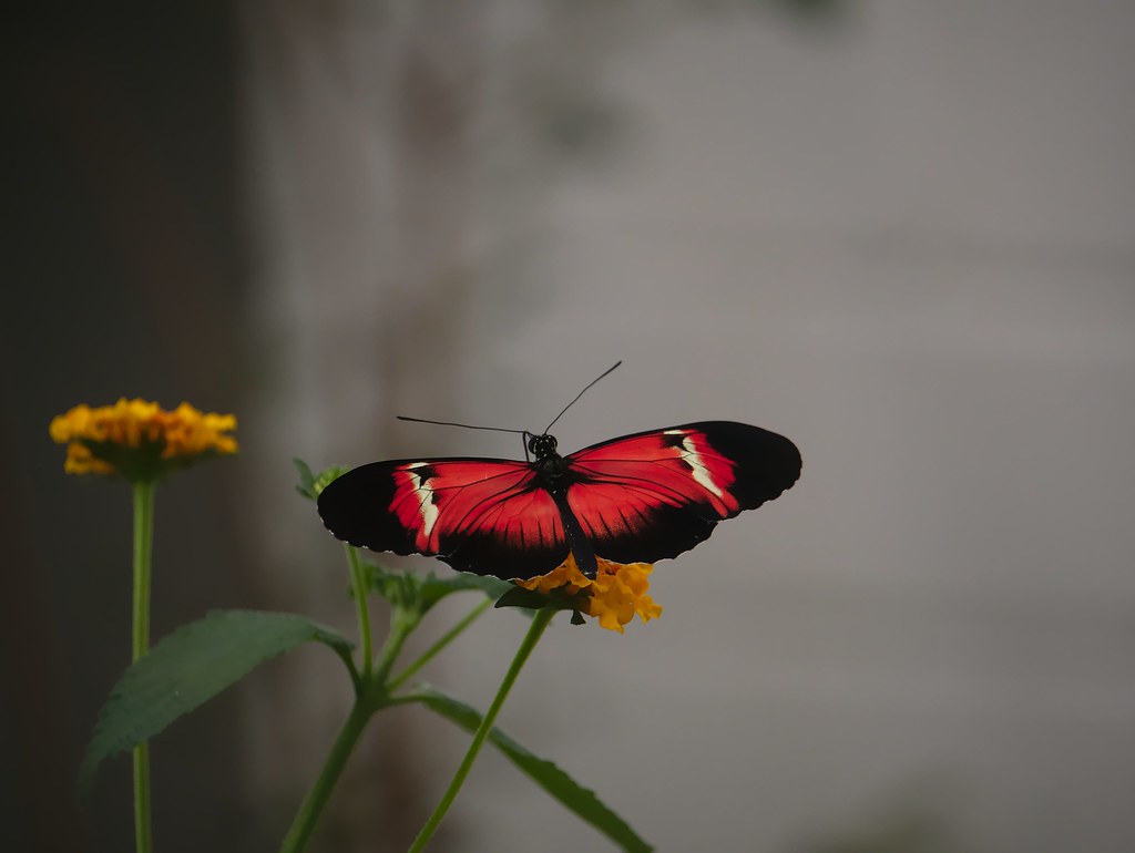 Jardin aux Papillons au Luxembourg 18810927655_670b13e2fa_b