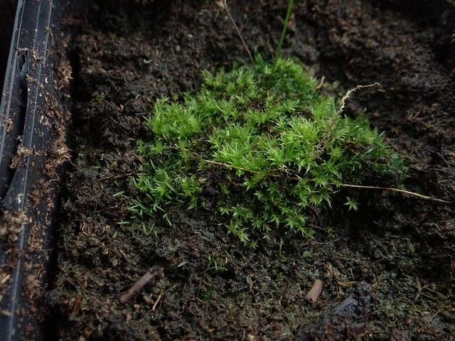 Utricularia blanchetii