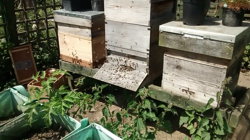 bee hives June 15 2