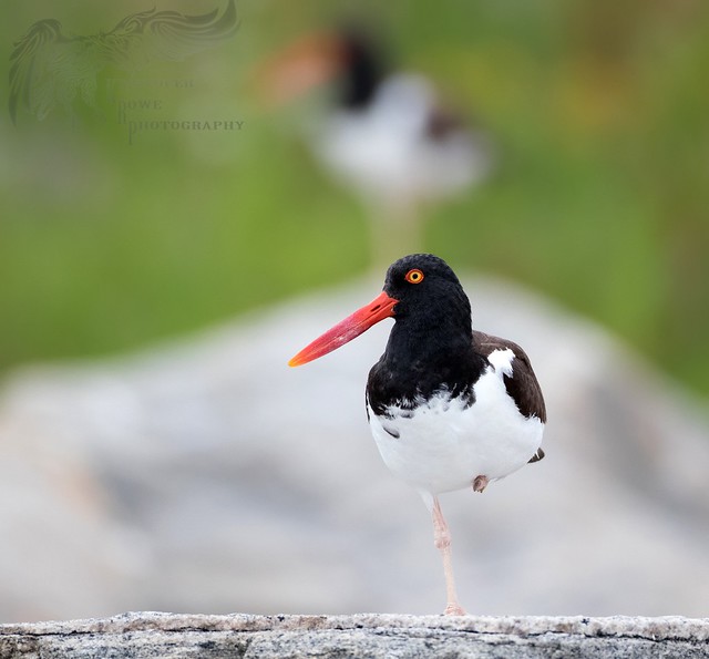 American Oyster Catcher 2 6_30