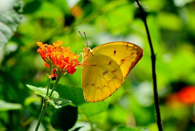 淡黃蝶可能是外來種。攝影：許書國