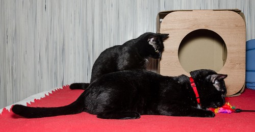 Apolo, gato negro bellísimo y mimosón esterilizado, nacido en Agosto´15, en adopción. Valencia. ADOPTADO. 32619230331_0f43749f0d