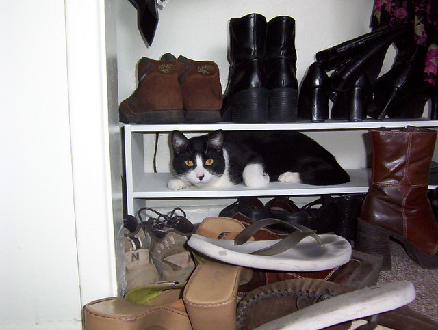 Image result for cats on shoe rack
