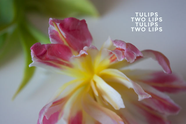 tulip-3
