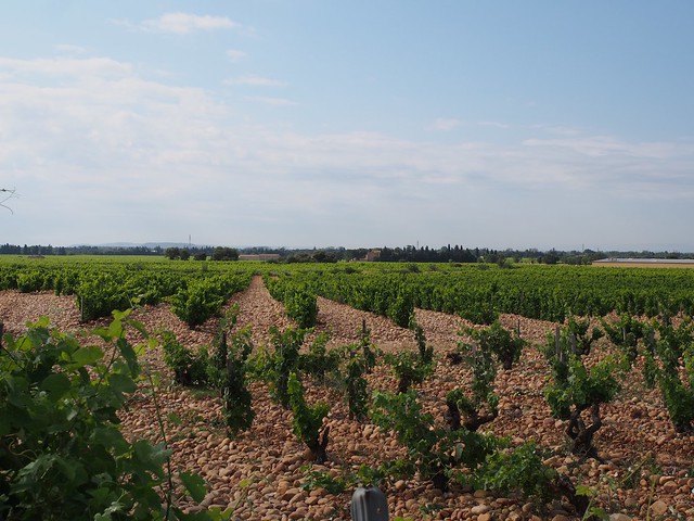 Châteauneuf-du-Pape vineyard