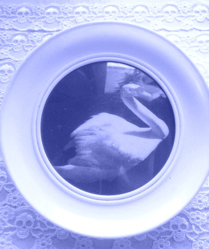 my childhood bedroom - swan picture