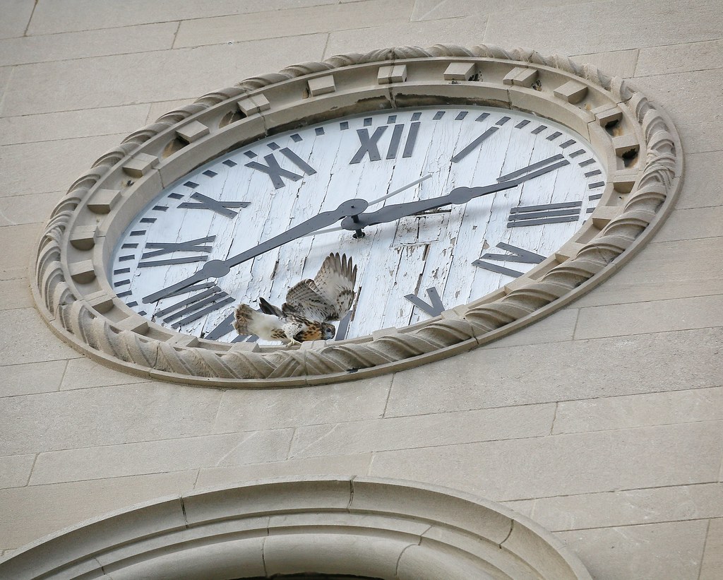 Hawk o-clock