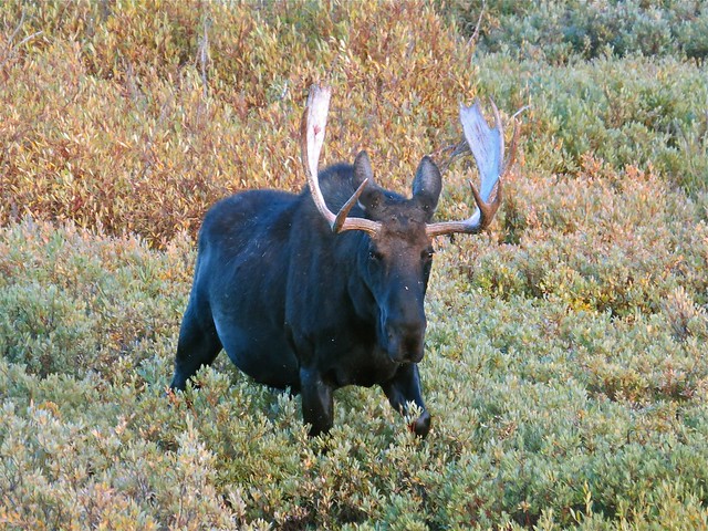 Moose in Sheridan County, WY 07