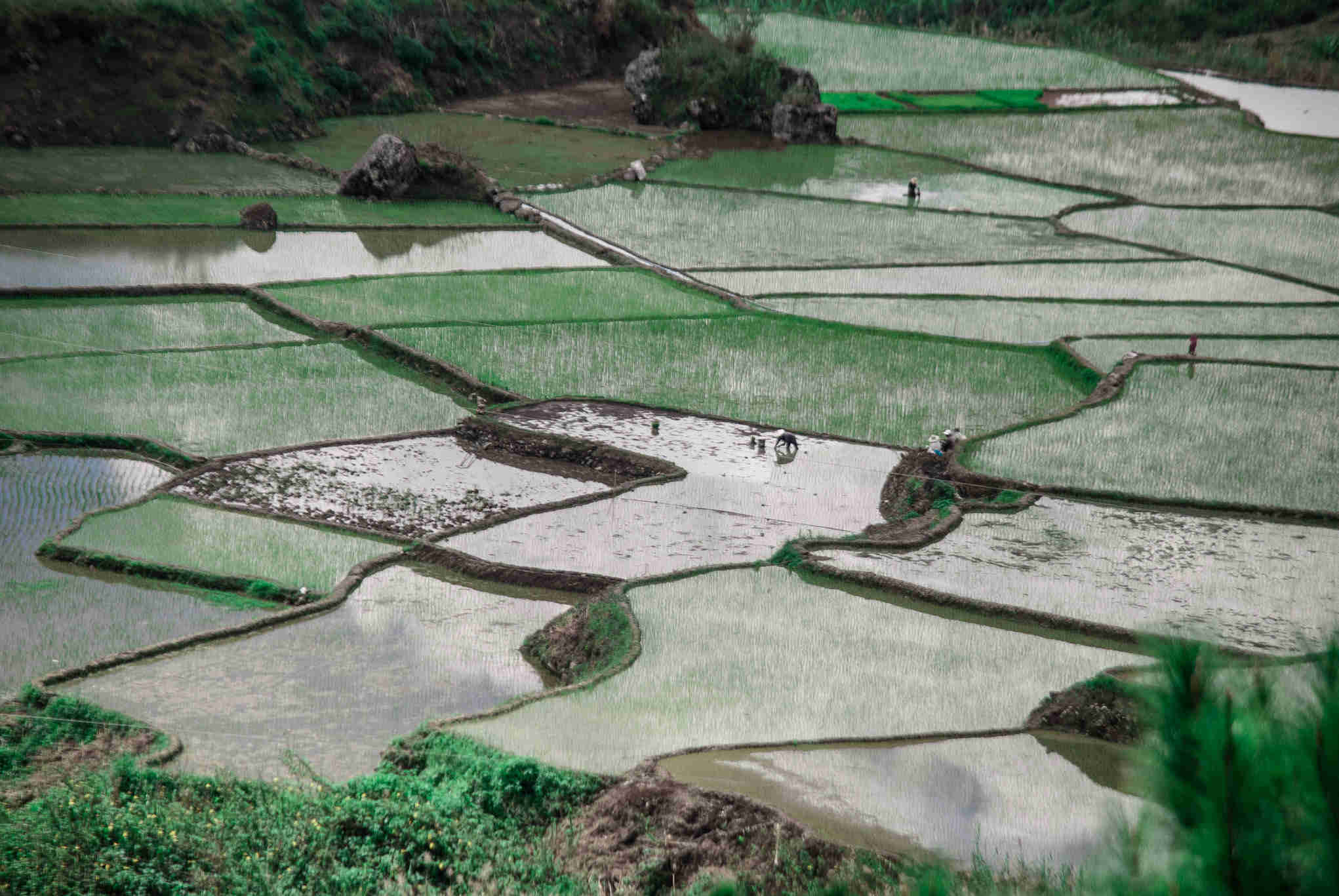 SAGADA rice terraces 