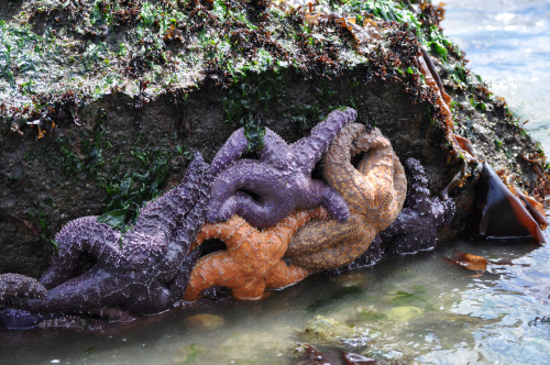 Purple sea stars stuck in clumps of twos and threes on barnacle-covered boulders.