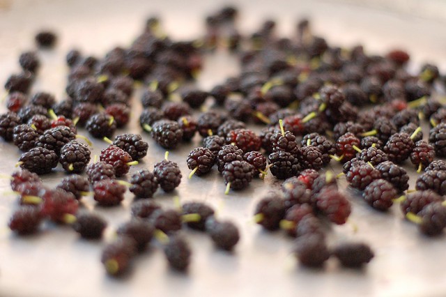 Frozen mulberries by Eve Fox, The Garden of Eating, copyright 2015