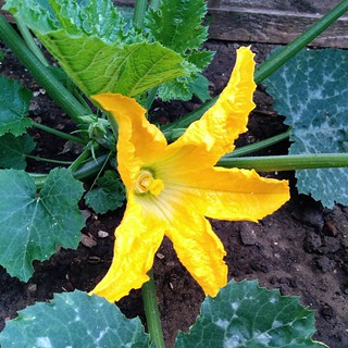And the courgette flower this morning!