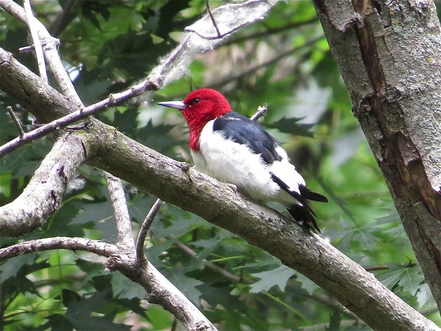 Red-headed Woodpecker on Bellrose Island in Havana, IL 02
