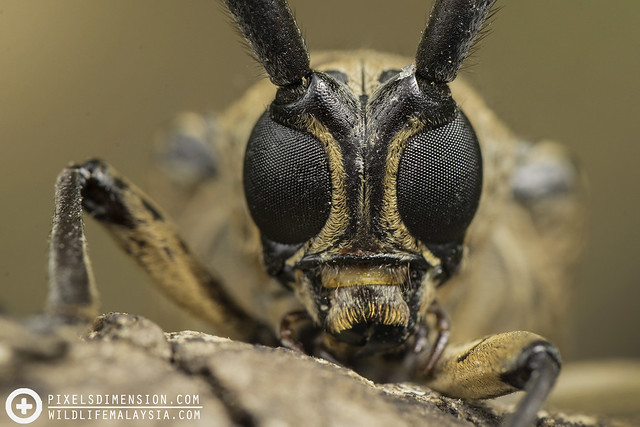 Face of a Long Horn Beetle (Cerambycidae)