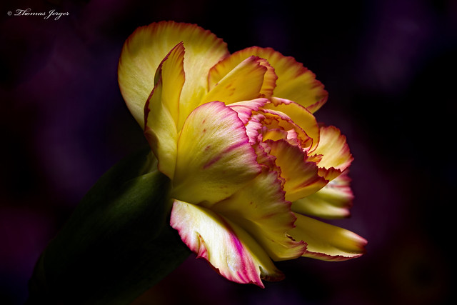 Single Yellow Carnation 0120 Copyrighted