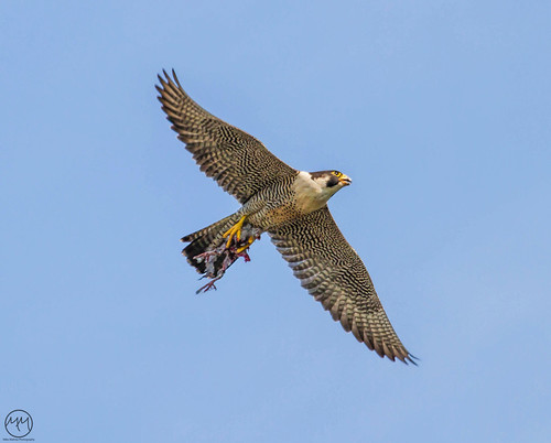 Peregrine Falcon with kill